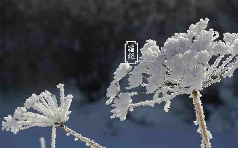 91视频成人APP下载木業 | 寒霜降，染秋霜
